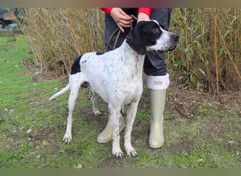 ▪️Pointer Remington ▪️braucht ein Zuhause ❗️