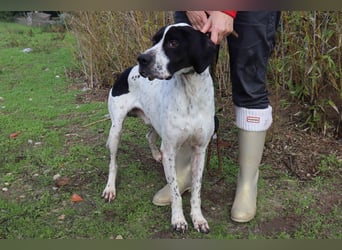 ▪️Pointer Remington ▪️braucht ein Zuhause ❗️