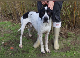 ▪️Pointer Remington ▪️braucht ein Zuhause ❗️