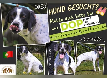 POINTER: Oreo & Tripp ⚡️2 von ~ 650 Hunden  in der Cantinho da Milu⚡️
