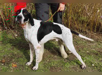 ▪️Pointer Remington ▪️braucht ein Zuhause ❗️