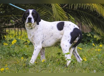 POINTER: Oreo & Tripp ⚡️2 von ~ 650 Hunden  in der Cantinho da Milu⚡️