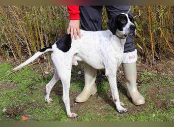 ▪️Pointer Remington ▪️braucht ein Zuhause ❗️