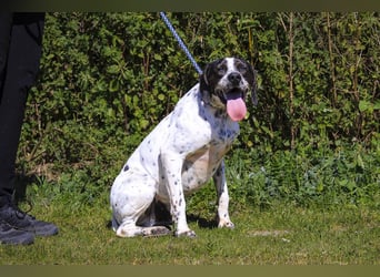 POINTER: Oreo & Tripp ⚡️2 von ~ 650 Hunden  in der Cantinho da Milu⚡️