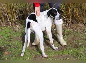 ▪️Pointer Remington ▪️braucht ein Zuhause ❗️