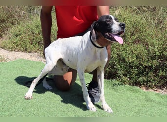 •|•  J•O•K•E•R  •|• Sehr Aktiv • Auch Verspielt • Super Freundlich