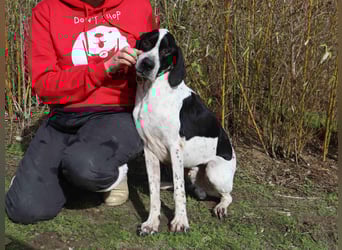 ▪️Pointer Remington ▪️braucht ein Zuhause ❗️