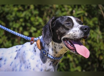 POINTER: Oreo & Tripp ⚡️2 von ~ 650 Hunden  in der Cantinho da Milu⚡️