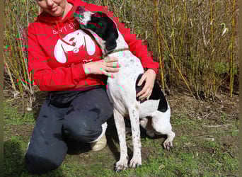 ▪️Pointer Remington ▪️braucht ein Zuhause ❗️