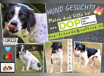 ▪️ OREO ▪️ DOUGLAS ▪️ 2 von ~ 650 Hunden  in der Cantinho da Milu ▪️