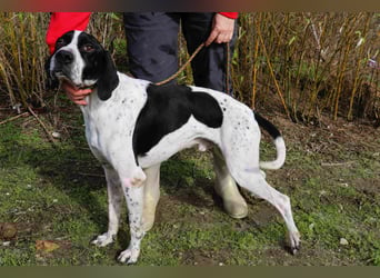 ▪️Pointer Remington ▪️braucht ein Zuhause ❗️