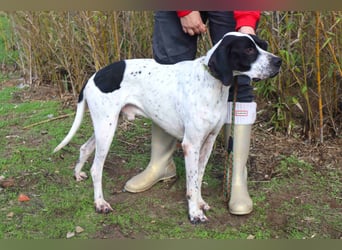 ▪️Pointer Remington ▪️braucht ein Zuhause ❗️