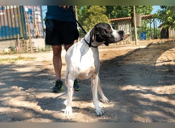 •|•  J•O•K•E•R  •|• Sehr Aktiv • Auch Verspielt • Super Freundlich