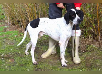 ▪️Pointer Remington ▪️braucht ein Zuhause ❗️