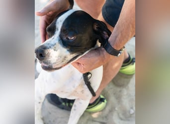 •|•  J•O•K•E•R  •|• Sehr Aktiv • Auch Verspielt • Super Freundlich