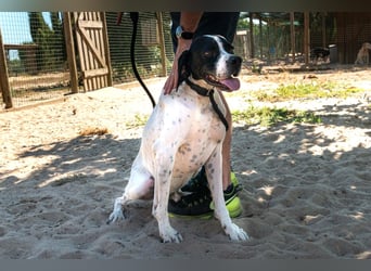 •|•  J•O•K•E•R  •|• Sehr Aktiv • Auch Verspielt • Super Freundlich