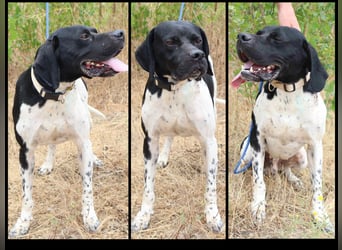 ▪️ OREO ▪️ DOUGLAS ▪️ 2 von ~ 650 Hunden  in der Cantinho da Milu ▪️