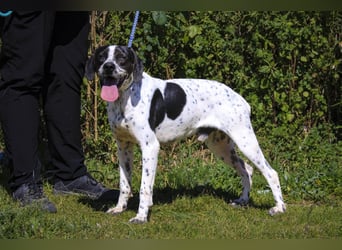 POINTER: Oreo & Tripp ⚡️2 von ~ 650 Hunden  in der Cantinho da Milu⚡️