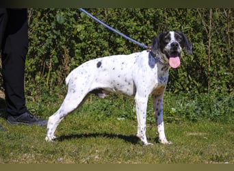 POINTER: Oreo & Tripp ⚡️2 von ~ 650 Hunden  in der Cantinho da Milu⚡️