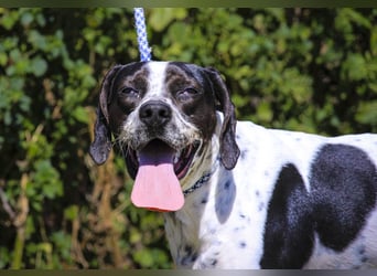 POINTER: Oreo & Tripp ⚡️2 von ~ 650 Hunden  in der Cantinho da Milu⚡️