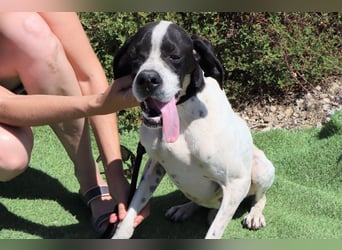 •|•  J•O•K•E•R  •|• Sehr Aktiv • Auch Verspielt • Super Freundlich