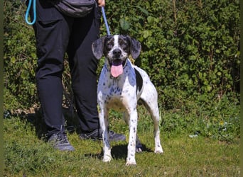 POINTER: Oreo & Tripp ⚡️2 von ~ 650 Hunden  in der Cantinho da Milu⚡️