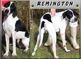 ▪️Pointer Remington ▪️braucht ein Zuhause ❗️