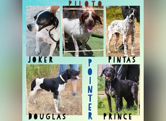 •|•  J•O•K•E•R  •|• Sehr Aktiv • Auch Verspielt • Super Freundlich