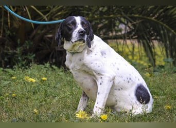 POINTER: Oreo & Tripp ⚡️2 von ~ 650 Hunden  in der Cantinho da Milu⚡️