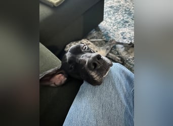 Pointer-Hündin Nala sucht ein aktives Zuhause