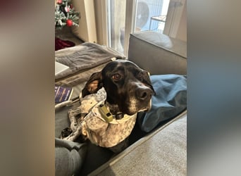 Pointer-Hündin Nala sucht ein aktives Zuhause