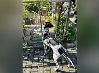 Pointer-Hündin Nala sucht ein aktives Zuhause