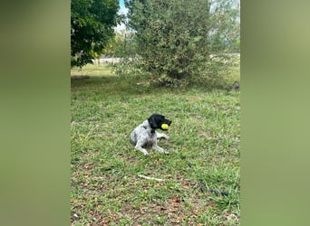 Pointer-Hündin Nala sucht ein aktives Zuhause