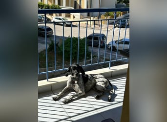 Pointer-Hündin Nala sucht ein aktives Zuhause