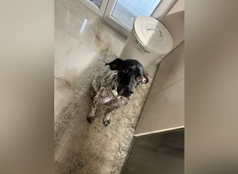 Pointer-Hündin Nala sucht ein aktives Zuhause