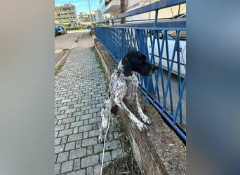Pointer-Hündin Nala sucht ein aktives Zuhause