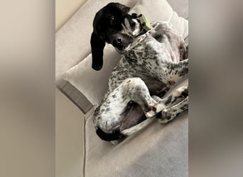 Pointer-Hündin Nala sucht ein aktives Zuhause