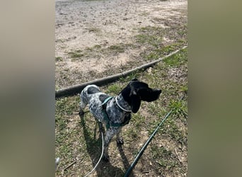 Pointer-Hündin Nala sucht ein aktives Zuhause