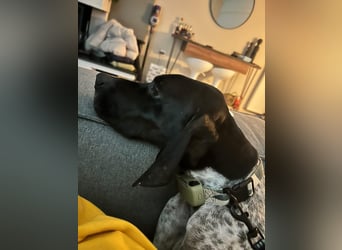 Pointer-Hündin Nala sucht ein aktives Zuhause