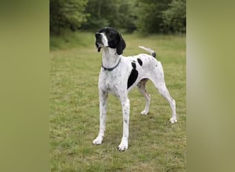 Pointer Rüde Baxter sucht Zuhause