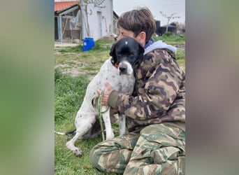 Pointer Rüde Baxter sucht Zuhause