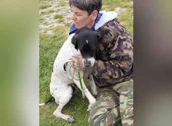 Pointer Rüde Baxter sucht Zuhause
