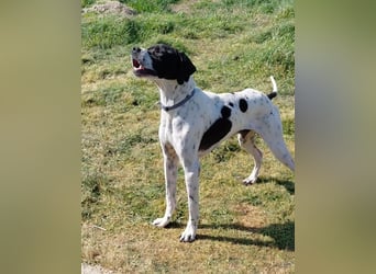 Pointer Rüde Baxter sucht Zuhause