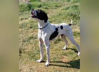 Pointer Rüde Baxter sucht Zuhause