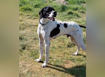 Pointer Rüde Baxter sucht Zuhause