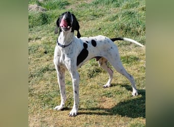 Pointer Rüde Baxter sucht Zuhause