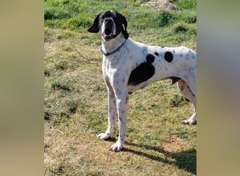Pointer Rüde Baxter sucht Zuhause