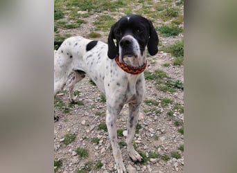 Pointer Rüde Baxter sucht Zuhause