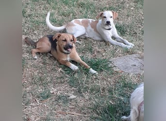 Sina - fröhliches,  aktives Pointer-Mix Mädchen ist bereit für ihr neues Leben!