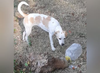 Sina - fröhliches,  aktives Pointer-Mix Mädchen ist bereit für ihr neues Leben!